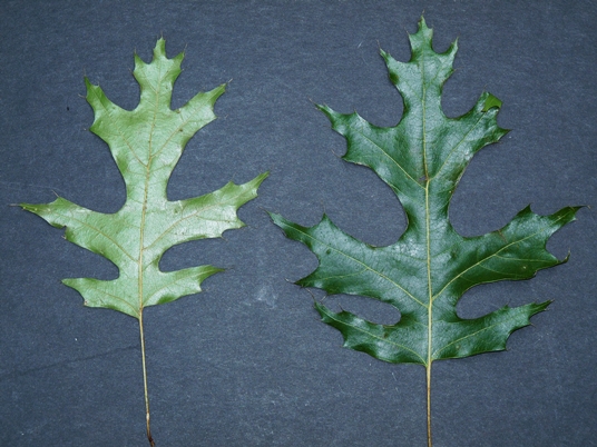 {Quercus coccinea}